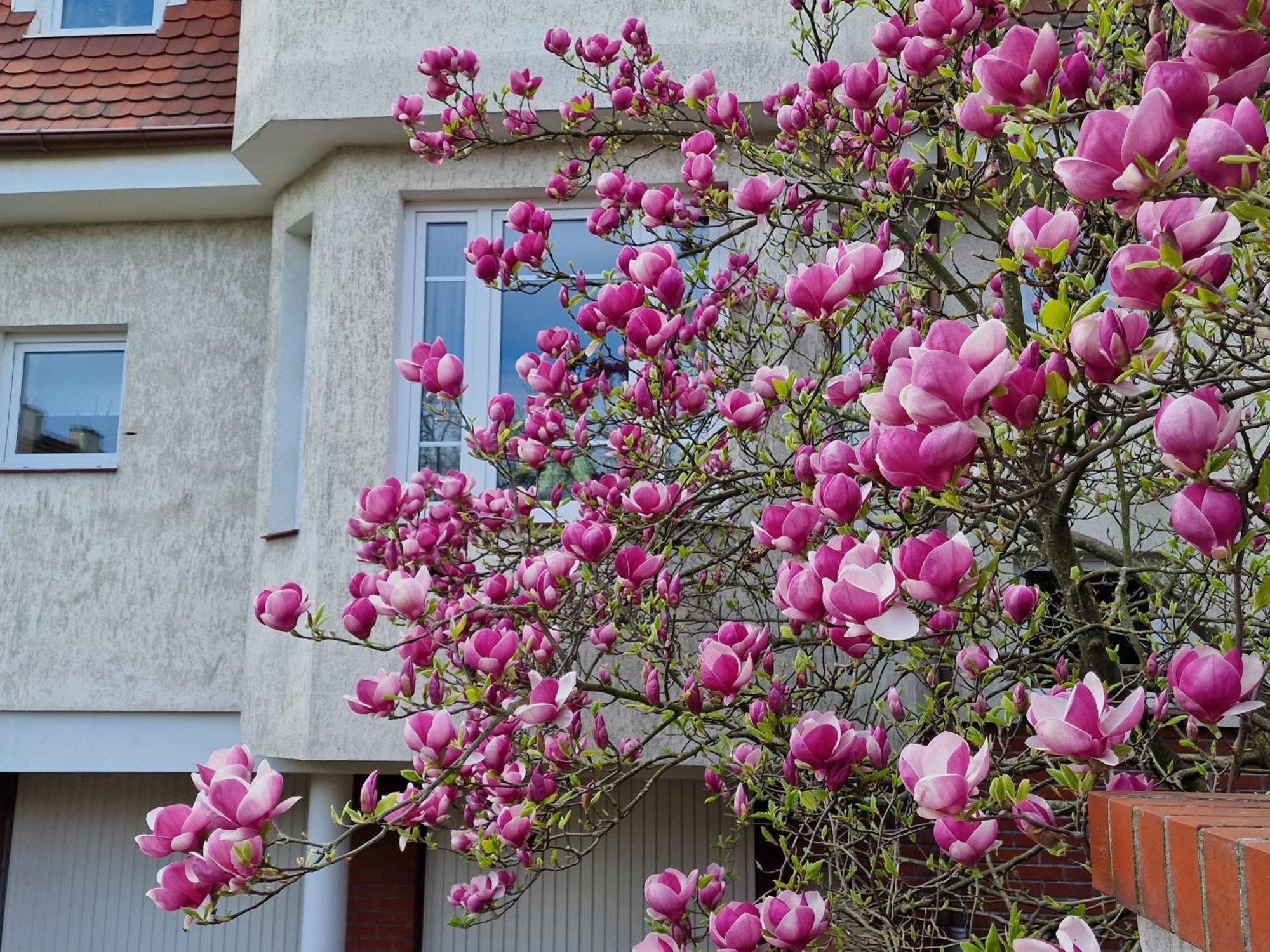 Apartament Magnolia Sopot Ngoại thất bức ảnh